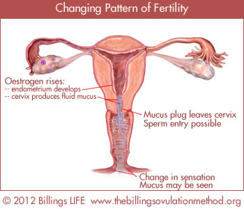 changingpatternfertility