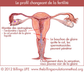 changingpatternfertility fr