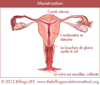 menstruation fr